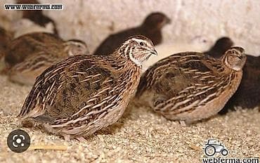 продаю кролов: Продаю | Петух — 1