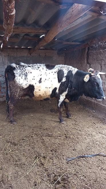 голштин корова: Продаю | Корова (самка) | Полукровка | Для молока | Привязанные — 2