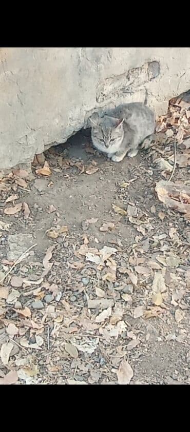 влажный корм для кошек: Кошка даром: Беспородная, Мальчик — 2