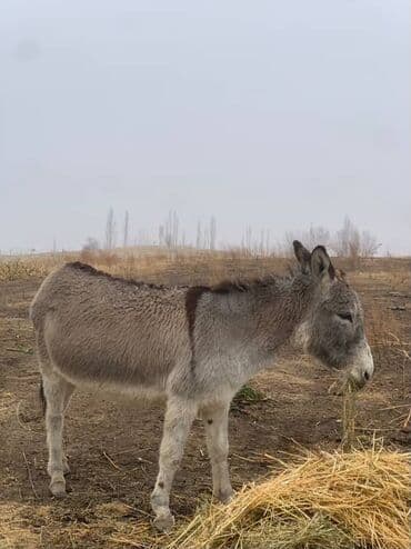 корм для перепелок: Осёл (серая масть) для хозяйства. - Неприхотливое — 3