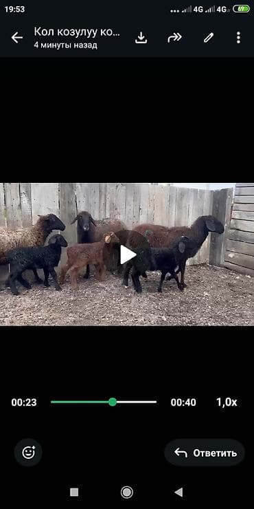 купить зерно: Продаю | Овца (самка) | Для разведения | Матка — 1
