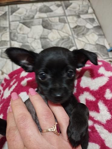Чихуахуа, 2 месяца, Самка