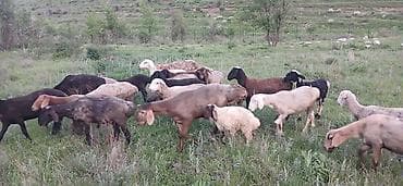 матка с ягненкам: Продаю | Овца (самка) | На забой | Матка — 4