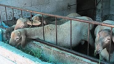 мультипу собака: Продаю | Баран (самец) | Арашан | Племенные — 3