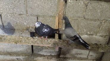 корм для птенцов волнистых попугаев: Продаются голуби: Голубка ореховая такла, бакинцы, узбекские. Цены — 8