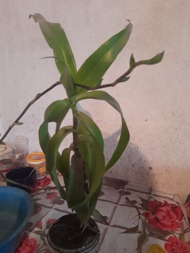 ложки и вилки: Продается золотой ус 1 горшок.А также есть настойка из него,100 мл по — 1