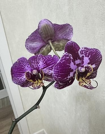 Комнатные розы: Домашняя Орхидея Голландская Phalaenopsis насыщенно-фиолетовая — 2