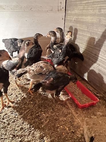 цыплята индейки: Продаю | Цыплята | Для разведения — 4