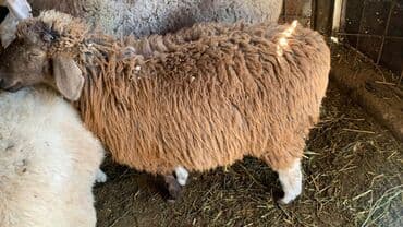 отдам котенка в добрые руки: Продаю | Баран (самец) | На забой, Для разведения, Для шерсти — 1