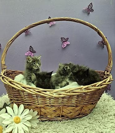 коты: Мейн-кун, 1 месяц, Девочка, Серый, Приучена к лотку — 4
