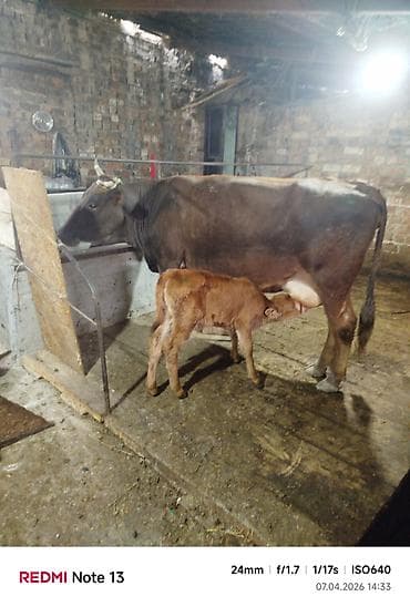 хаски щенки цена: Продаю | Корова (самка) | Для молока | После отела — 6