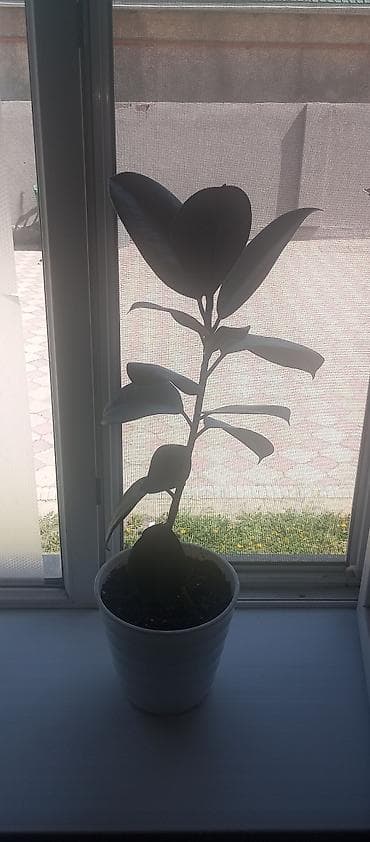 фикус сколько стоит: Фикус эластика (каучуконосный) в декоративном белом горшке. - Высота — 3