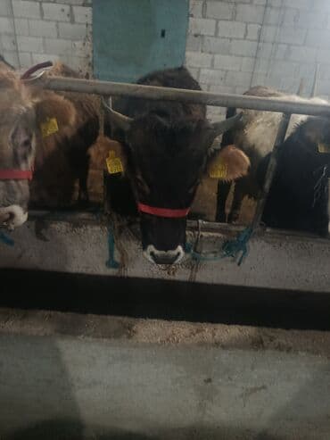 животные птицы: Продаю | Бык (самец) | На откорм | Привязанные — 4
