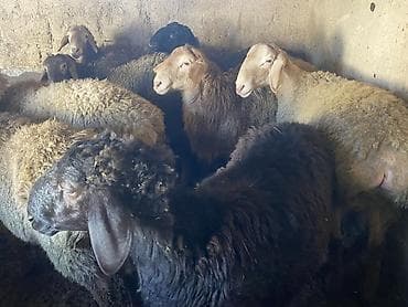 я ищу баран: Продаю | Баран (самец) | Гиссарская, Арашан | На забой, Для разведения | Осеменитель — 9