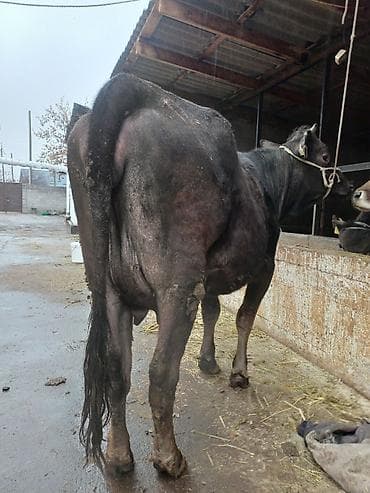 кызыл октябрь: Сатам | Уй (ургаачы) | Сүт алуу үчүн | Байланган — 6