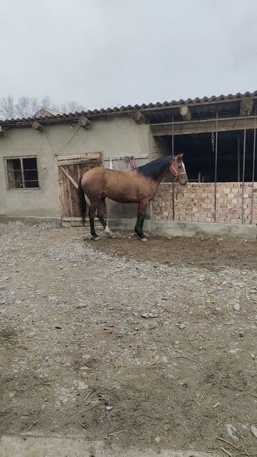 мал айдаган ит керек: Сатам | Жылкы (эркек) | Жумушка — 1