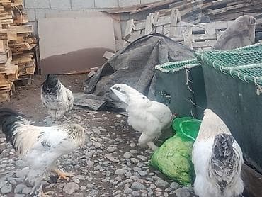 Услуги ветеринара: Продаю | Петух | Брама | Для разведения — 8