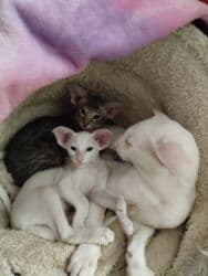 купить породистых котят: Ориентальная, 2 месяца, Мальчик, Белый, Приучена к лотку, Проглистована, С документами — 15