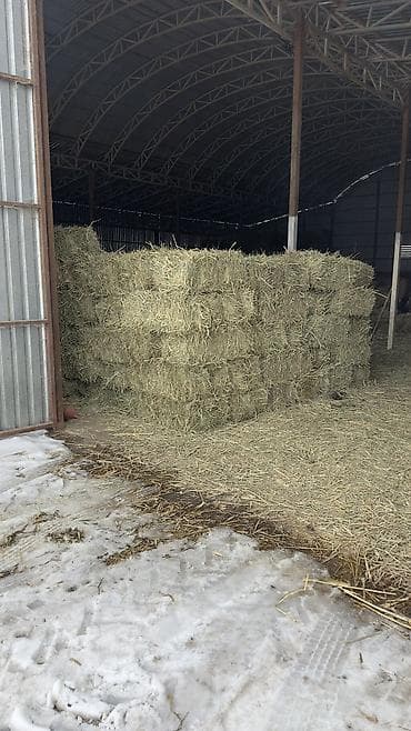 кур несушки: Сено в тюках (люцерна) Сухое Корм для животных В большом количестве — 5
