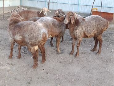 продажа щенков немецкой овчарки с документами в бишкеке: Продаю | Овца (самка), Ягненок, Баран (самец) | Полукровка | Для разведения | Ярка — 10