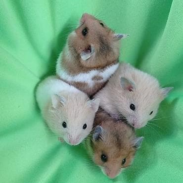 Чычкандар: Продаются хомячки джунгарские, сирийские, ангорские пушистые хомячки — 3