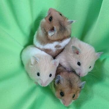 Башка жаныбарлар: Продаются хомячки джунгарские, сирийские, ангорские пушистые хомячки — 2