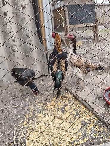 заказать собаку: Продаю | Петух | Бойцовая | Для разведения — 3