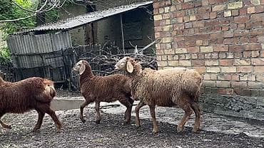 декоративная рыба: Продаю | Ягненок, Баран (самец) | Гиссарская, Арашан | На забой, Для разведения, Для шерсти | Племенные, Осеменитель — 5