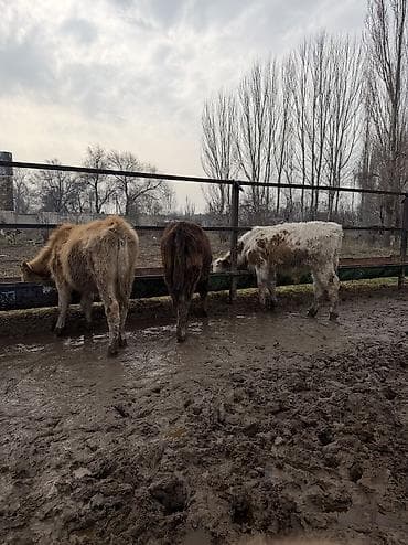 русская голубая кошка бишкек: Продаю | Бык (самец) — 10