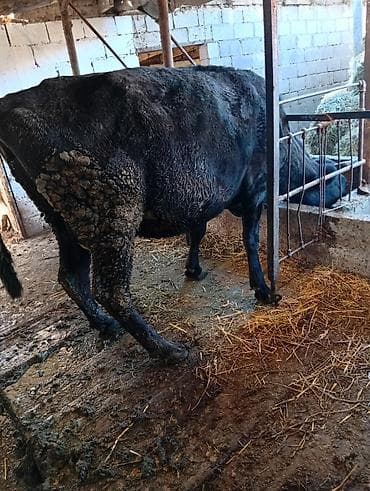 Продаю | Корова (самка) | Для молока | Привязанные