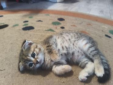 домашние котята: Беспородная, 1 месяц, Девочка, Приучена к лотку — 1