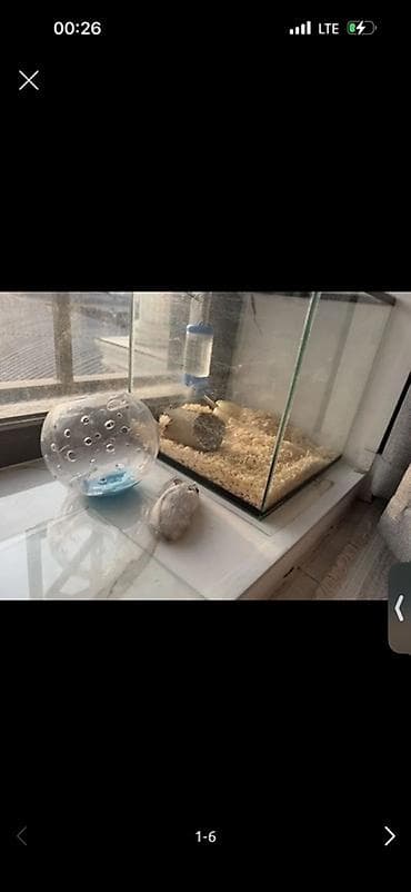 хомяка: Продаю хомячка джунгарика, мальчик 4 месяца. Ручной домашний хомяк — 2