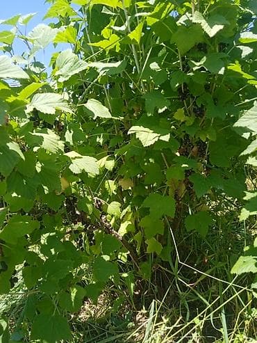 Продается смородина польский карагат сатылат