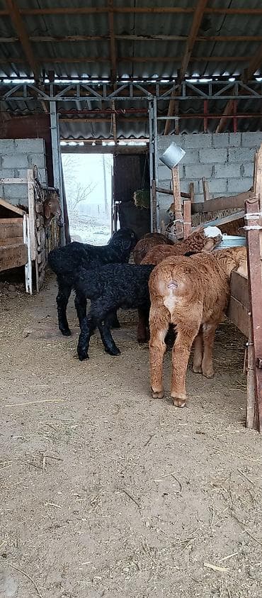 Үй жаныбарлары: Сатам | Козу | Көбөйтүү үчүн — 3