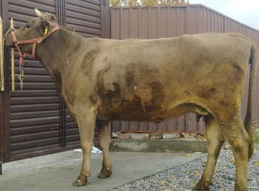 кыргыз добот ит: Продаю | Корова (самка) | Алатауская, Швицкая | Для молока | Искусственник — 5
