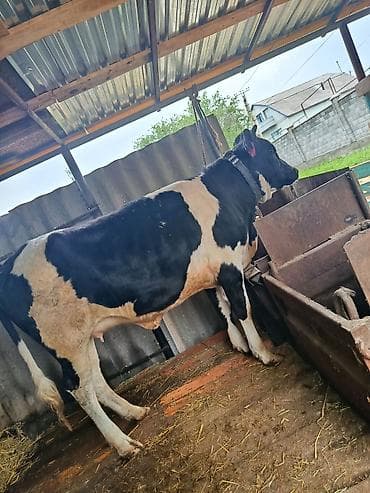 тайлар ургачы: Продаю | Тёлка | Голштин | Для молока | Не стельные, После отела — 1