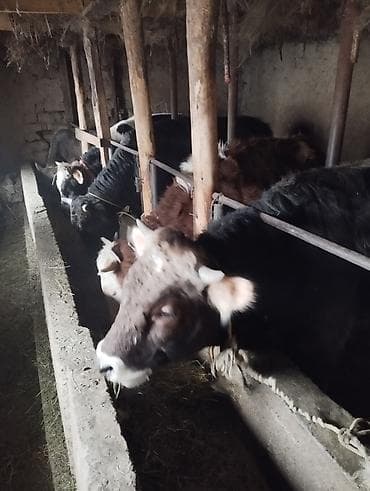 бычки маленькие: Продаю | Корова (самка) | На забой | Привязанные — 2