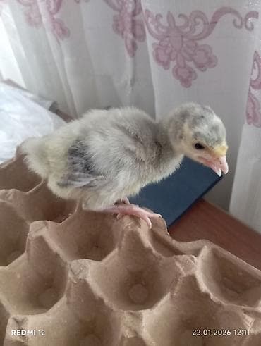 ак жугору: Сатам | Балапан күрп | Союуга | Асыл тукумдуу — 2