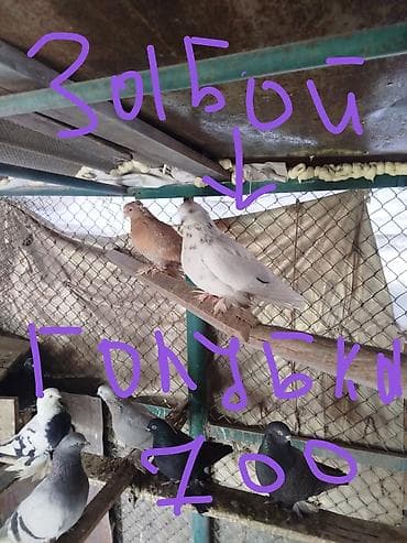 домашнее животное: Голуби все игровые лётные (несколько окрасов и мастей) Описание: - — 7