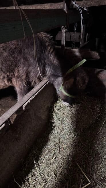 возьму собаку в добрые руки: Бычок 4 ай — 2