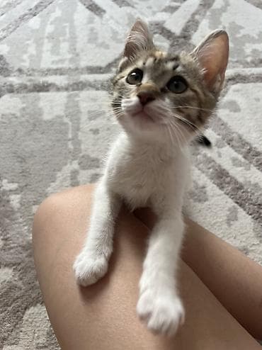 котята мейн кун: Котёнок трёхцветный (черепаховый с белым), короткошёрстный. Примерный — 3