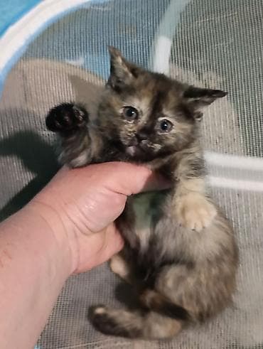 британские голубые котята: Кошка даром: Британская короткошёрстная, 2 месяца, Девочка, Метис, Приучена к лотку, Проглистована — 5