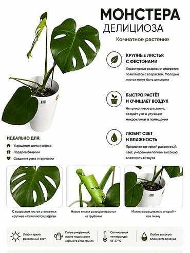 купить монстеру: Монстера делициоза — комнатное растение с крупными декоративными — 1