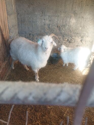 случка собак: Продаю | Коза (самка) | Для разведения — 10