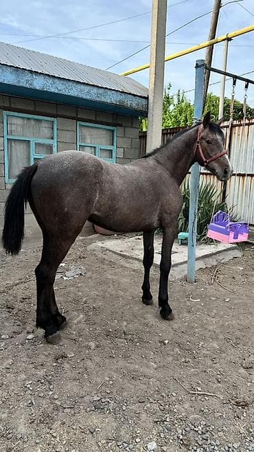 жирные лошади: Продаю | Жеребец | Кара Жорго | Конный спорт | Племенные — 3