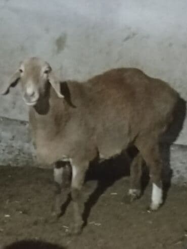 эшек жаныбар: Сатам | Ургаачы кой (ургаачы) | Көбөйтүү үчүн | Ургаачы — 3