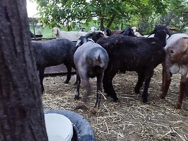 рыбки цена: Продаю | Овца (самка), Баран (самец) | На забой — 5