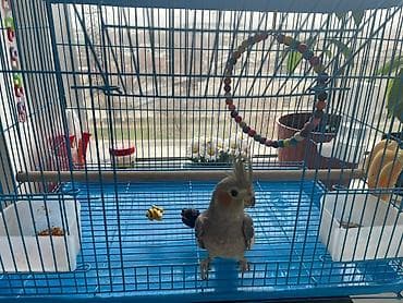 Корелла (нимфа) в комплекте с клеткой и аксессуарами. Описание: -