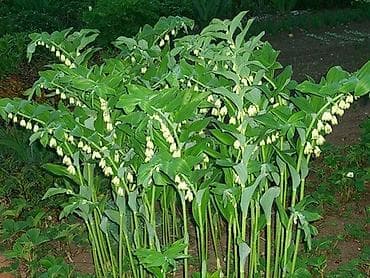 колокольчики: Купена королевский ландыш травянистое многолетнее растение, не — 2