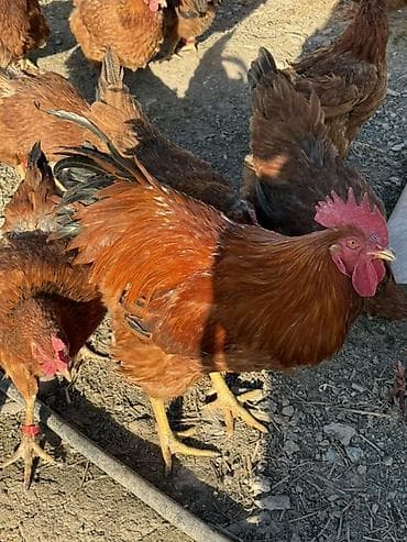 курица халал: Продаю | Инкубационные яйца | Для разведения — 3